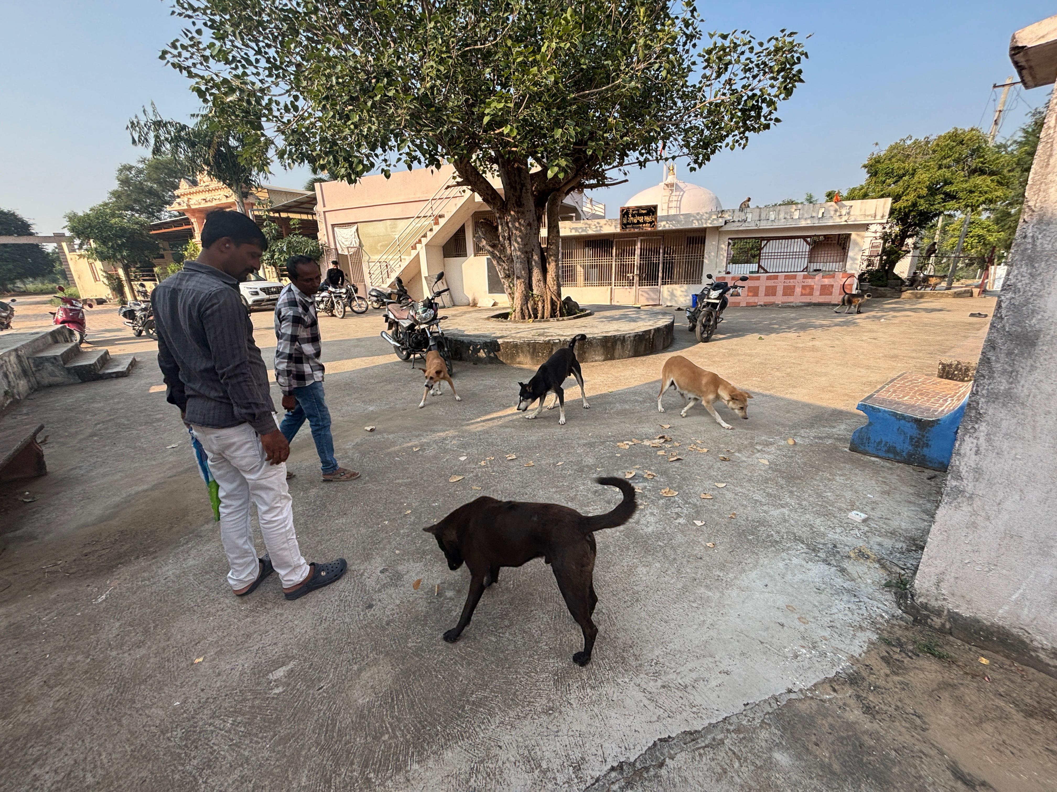 Daily seva feeding dogs with love and care