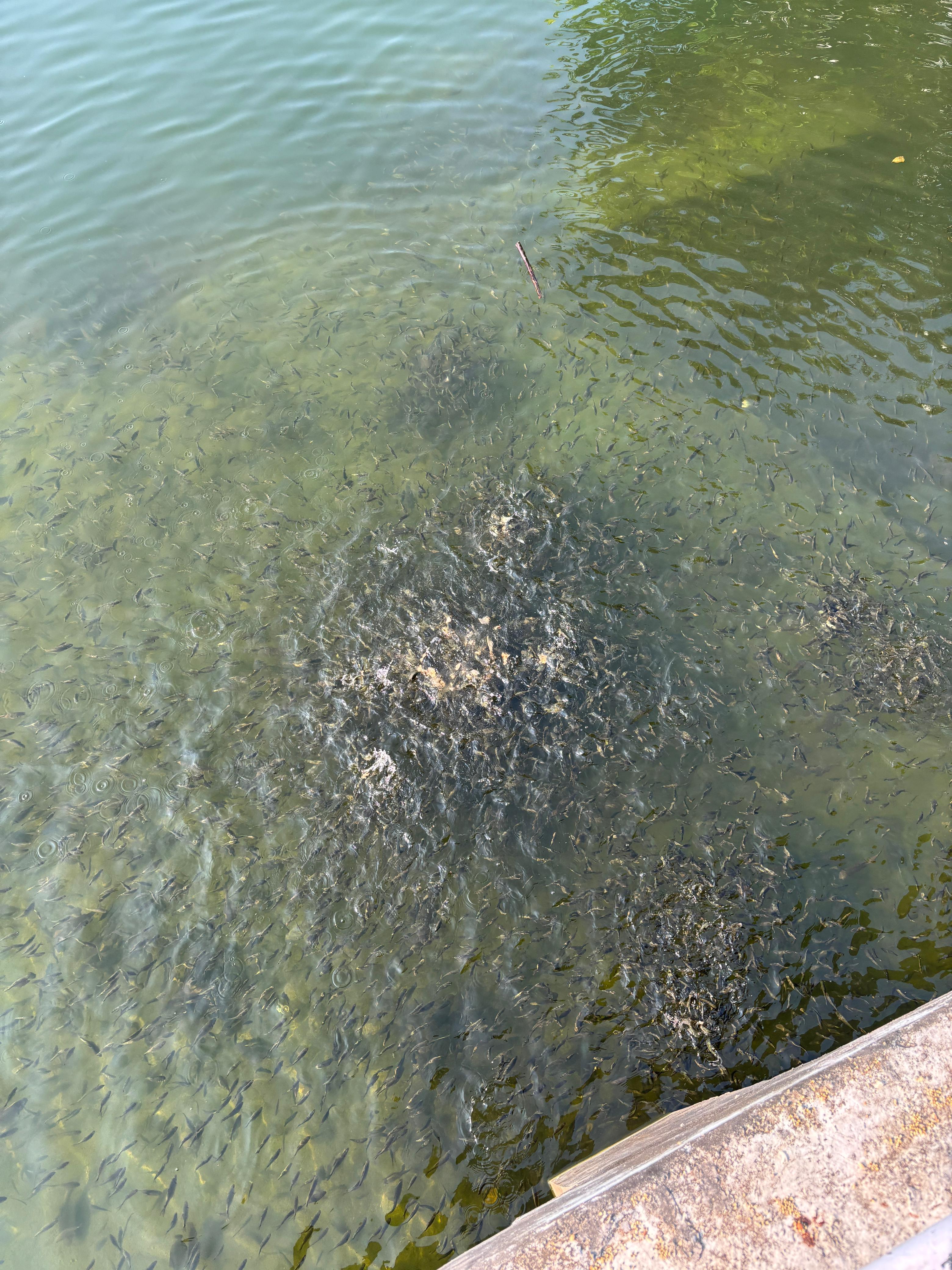 Fish feeding seva