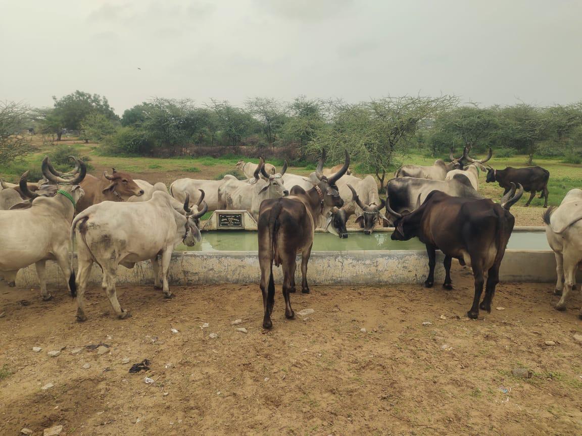 Animal Water Tank