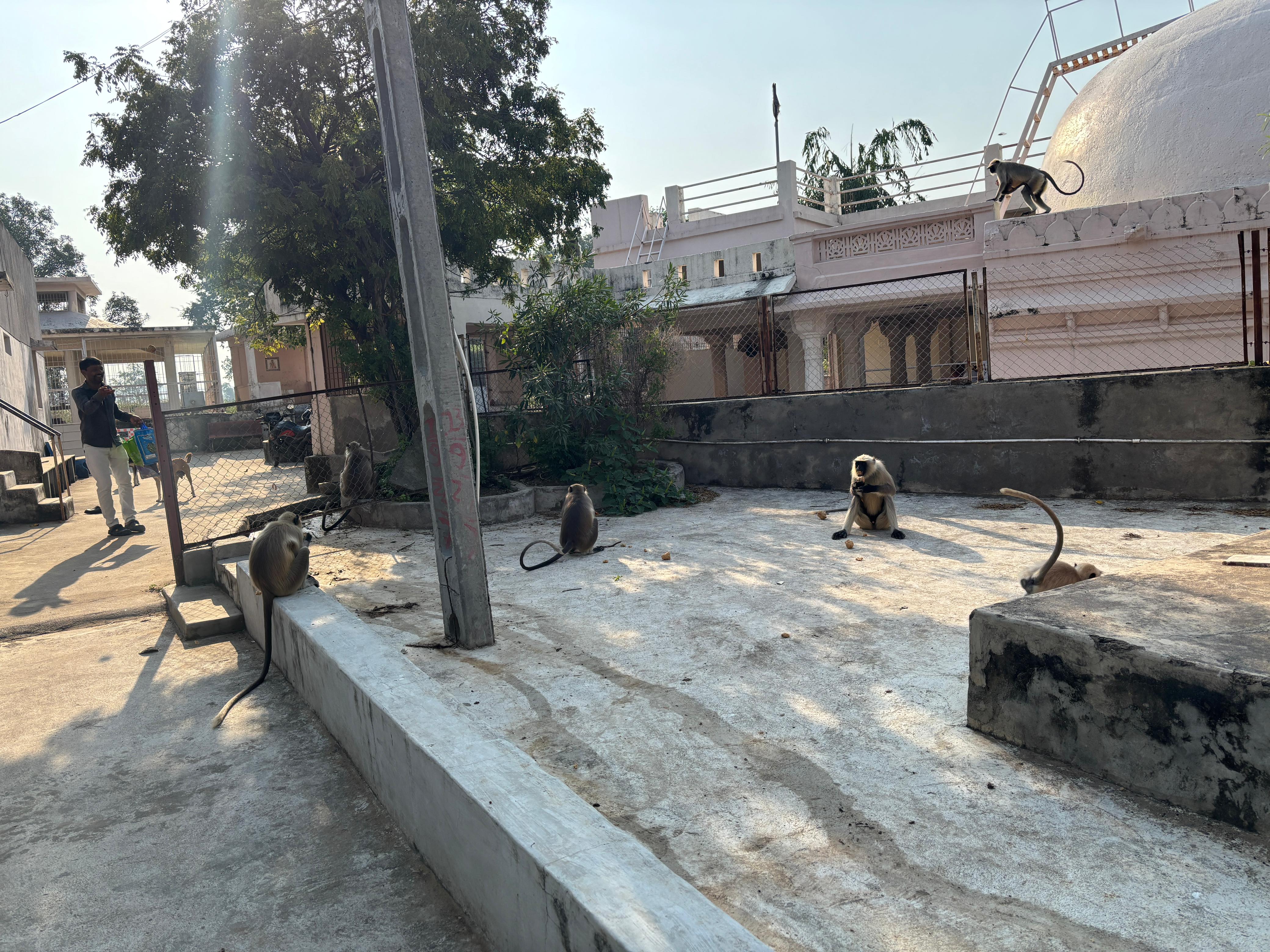 Daily seva feeding  monkeys with love and care